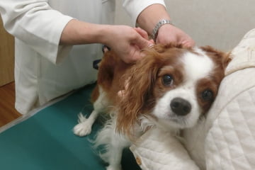 動物病院の診察台の上にいる犬