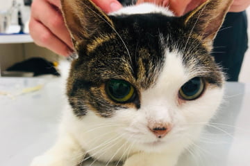 動物病院の診察台の上にいる猫