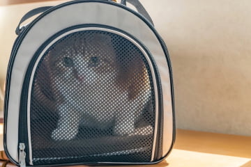 キャリーバッグに入った猫の写真