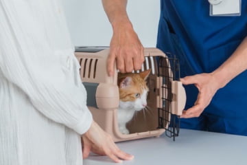 動物病院の診察台の上の猫
