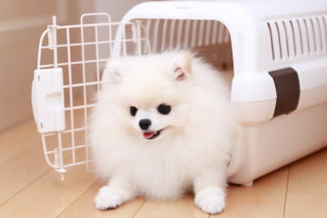 動物病院に行く犬