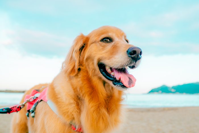 供血犬を募集しています